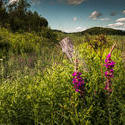 12037   vermont meadow flowers