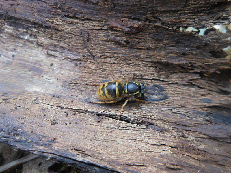 <p>Norfolk wasp waking up in March</p>

