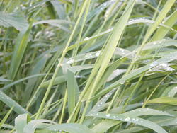 12580   wet grass