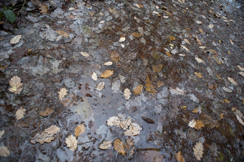 Fallen wet autumn or fall leaves lying in puddles of water after rain with reflections of the surrounding trees on the surface of the water