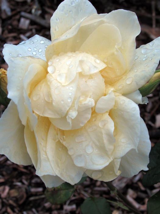 <p>Yellow Flower, Open, Water Drops</p>
