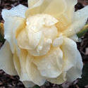 16969   wet yellow rose