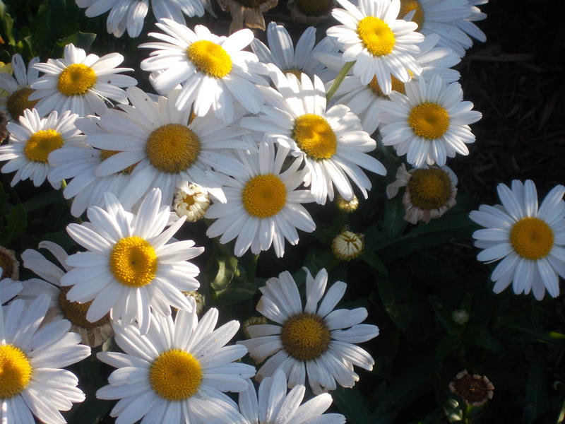 <p>White Daisies</p>
