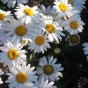 16961   White Daisy In The Sun