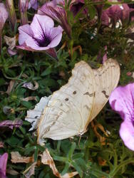 16951   White Butterfly