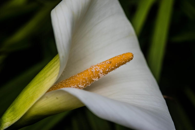 <p>Close up of lily plant</p>