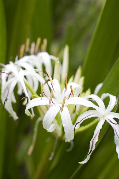 Delicate white river lily with long curling petals in a close up view from above against fresh green leaves