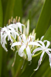 11837   Delicate white river lily