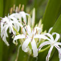 11837   Delicate white river lily