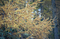 11872   Close up of coniferous tree in autumn