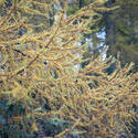 11872   Close up of coniferous tree in autumn