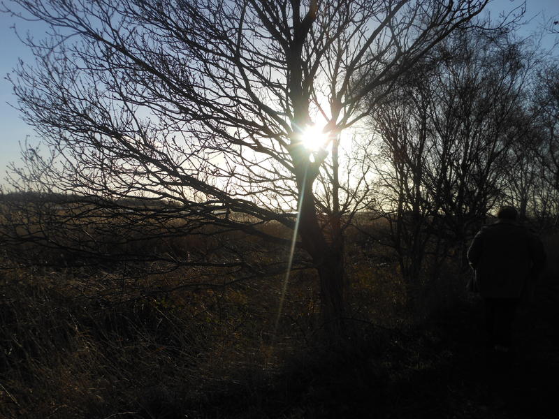 <p>Norfolk UK bright winter sun backlit bare tree</p>
