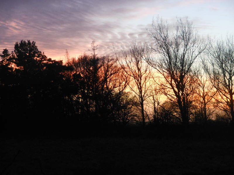 <p>Norfolk UK February sunset backlighting the woodland trees</p>
