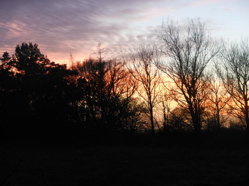 <p>Norfolk UK February sunset backlighting the woodland trees</p>