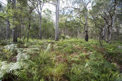 11874   Scenic view of thick forest and green fern