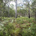 11874   Scenic view of thick forest and green fern