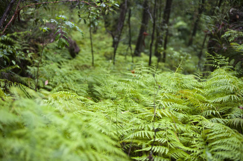 Bright green fern growing in forest