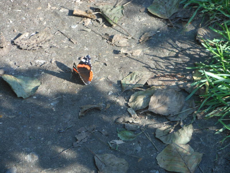 <p>Norfolk UK woodland butterfly found in September</p>