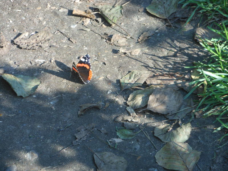 <p>Norfolk UK woodland butterfly found in September</p>
