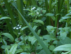 12597   woodland closeup 1