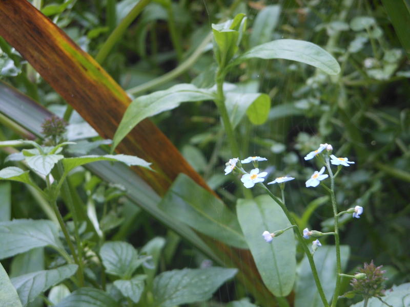 <p>Norfolk UK in September&nbsp;woodland close up</p>
