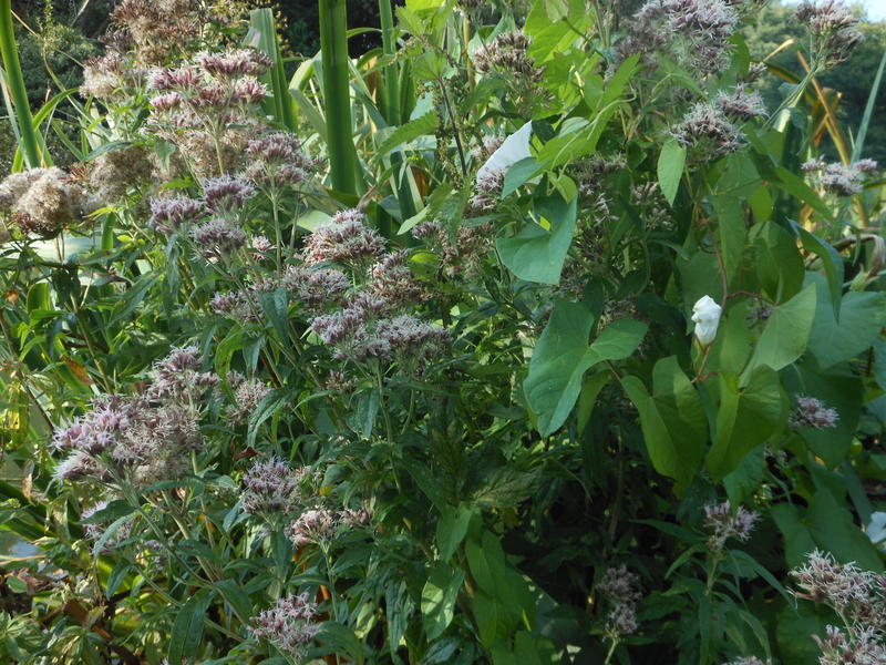 <p>Norfolk UK in September woodland scene in close up</p>