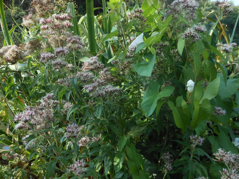 <p>Norfolk UK in September&nbsp;woodland scene in close up</p>
