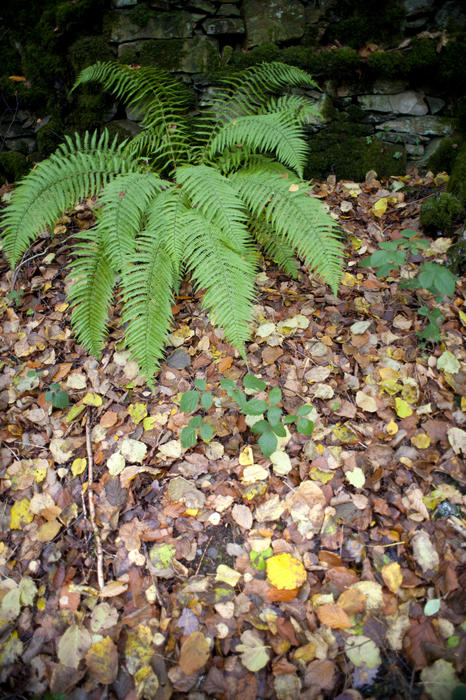 Green fern bush and autumnal foliage on the ground. Yellow and brown colors.From above. 