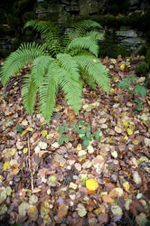 11876   Green fern bush and autumnal foliage on the ground