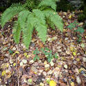 11876   Green fern bush and autumnal foliage on the ground