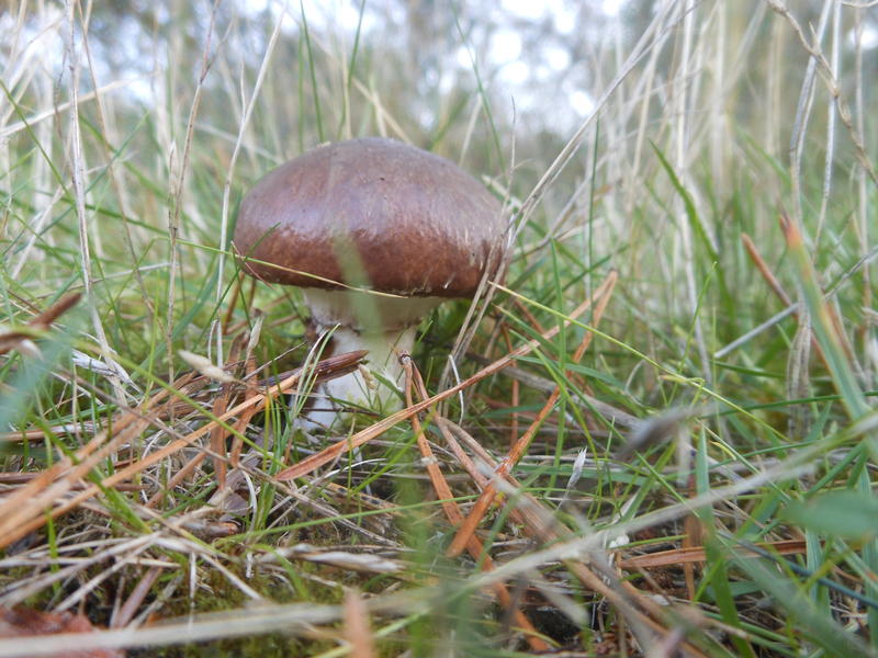 <p>Norfolk UK wild mushroom found in September</p>