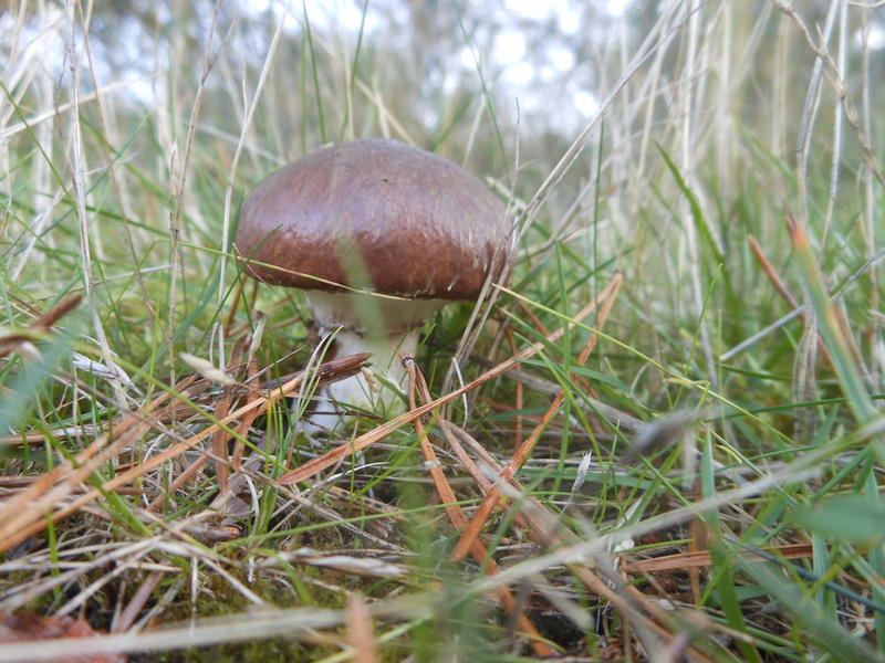 <p>Norfolk UK wild mushroom found in September</p>
