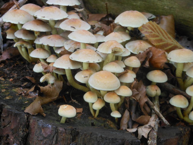 <p>Norfolk UK wild mushroom found in September</p>
