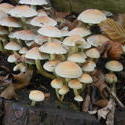 12604   woodland mushroom 4