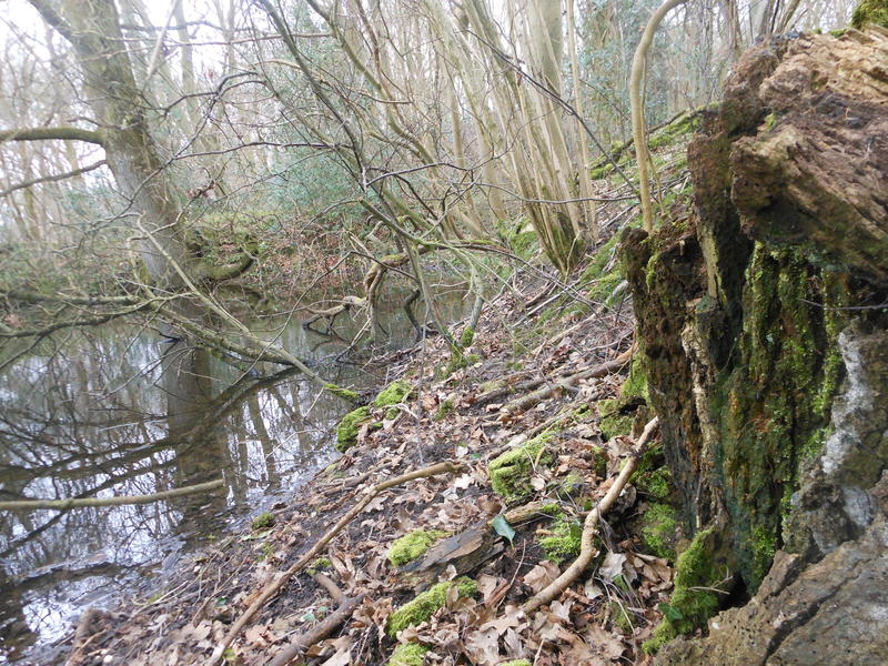 <p>late winter woodland pond scene Norfolk UK</p>
