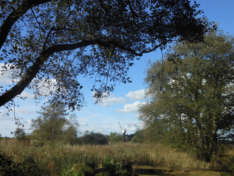 <p>Noroflk UK woodland scene with windmill in the distance</p>