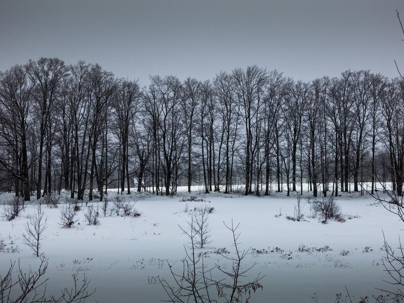 <p>A row of Maple Trees with snow, grey skies and distant fields reflecting the bright snow.</p>
