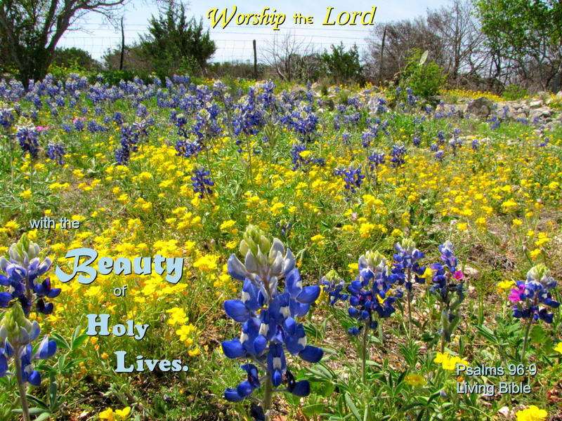 <p>Wildflowers along a Texas roadside</p>
Wildflowers along a Texas roadside