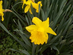16978   Yellow Daffodil