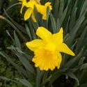 16978   Yellow Daffodil