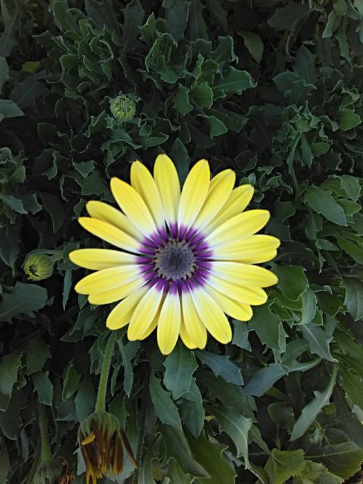 <p>A close up of a Yellow Daisy.</p>
I took this photo one morning