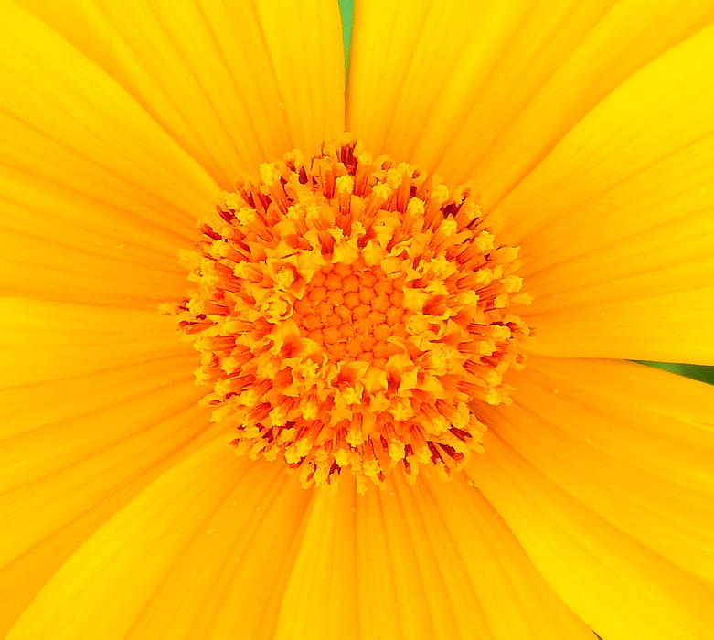 <p>Macro of a yellow flower with bright sun yellow pedals and orange center.</p>