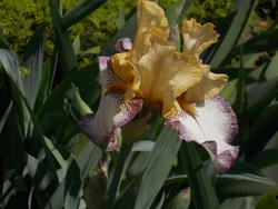 16995   Yellow Iris