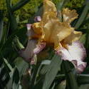 16995   Yellow Iris