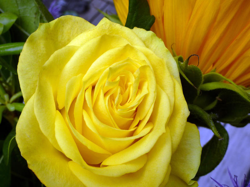 Gorgeous single vivid fresh yellow rose in a close up view symbolic of love and romance and the summer season