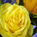 12912   Gorgeous vivid fresh yellow rose