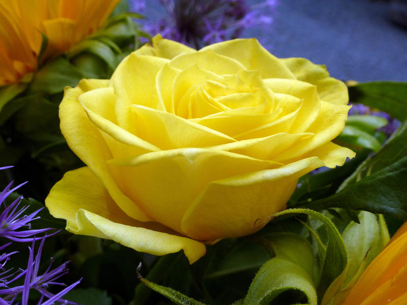 Close up on beautiful yellow rose flower as part of a larger bouquet with green, orange and purple colors