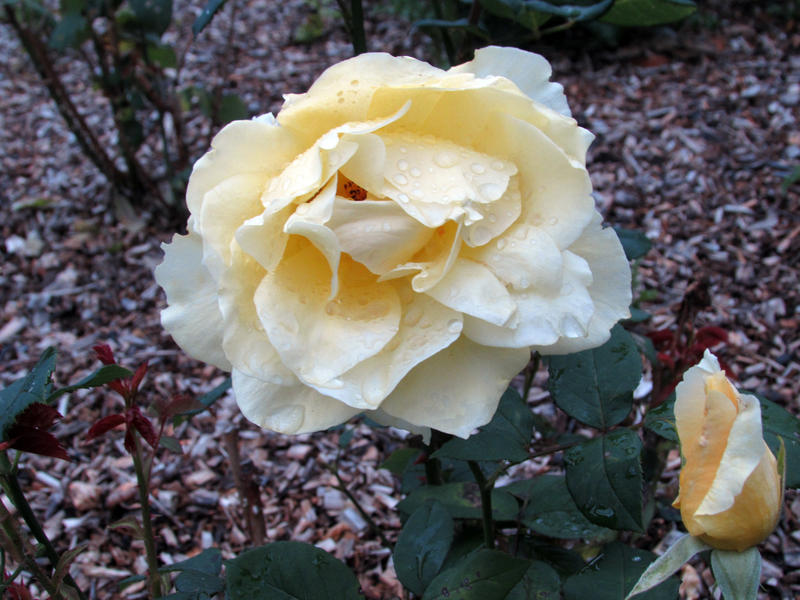 <p>Yellow Flower opening</p>
