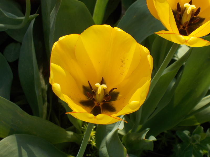 <p>Yellow Tulip.jpg</p>