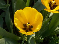16997   yellow tulip